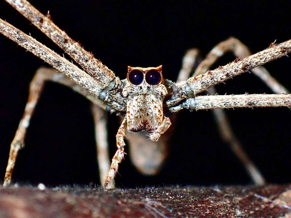 Owl-Faced! This is the second location from Peninsular Malaysia that I have found this Net Casting Spider - Asianopis.<br />
<br />
This Spider seems to be of special interest to many local Marco Photographers, especially those into Spiders and some have been looking out for them for more than 5 years and have yet to encounter 1! Asianopis,Asianopis sp,Malaysia,Net Casting Spider,Ogre-Faced Spider,Pahang,Spider