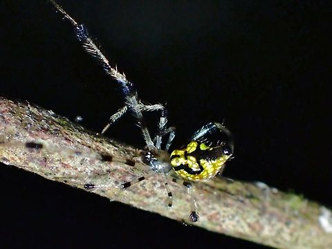 Cobweb Spider - Chrysso scintillans A tiny Spider, body size around 6-8 mm, the abdomen has segments that makes it looks like the Mirror/Jewel Spiders.

Not too many sightings of this Spider, especially from Malaysia as this could possibly a new documentation of it in the country. There have been a few documentations from China, Taiwan, India and Thailand. Chrysso scintillans,Cobweb Spider,Malaysia,Pahang,Spider