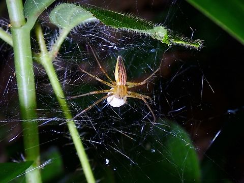 Nursery Web Spider - Polyboea vulpina Female with an eggsac. Malaysia,Nursery Web Spider,Polyboea vulpina,Selangor,Spider