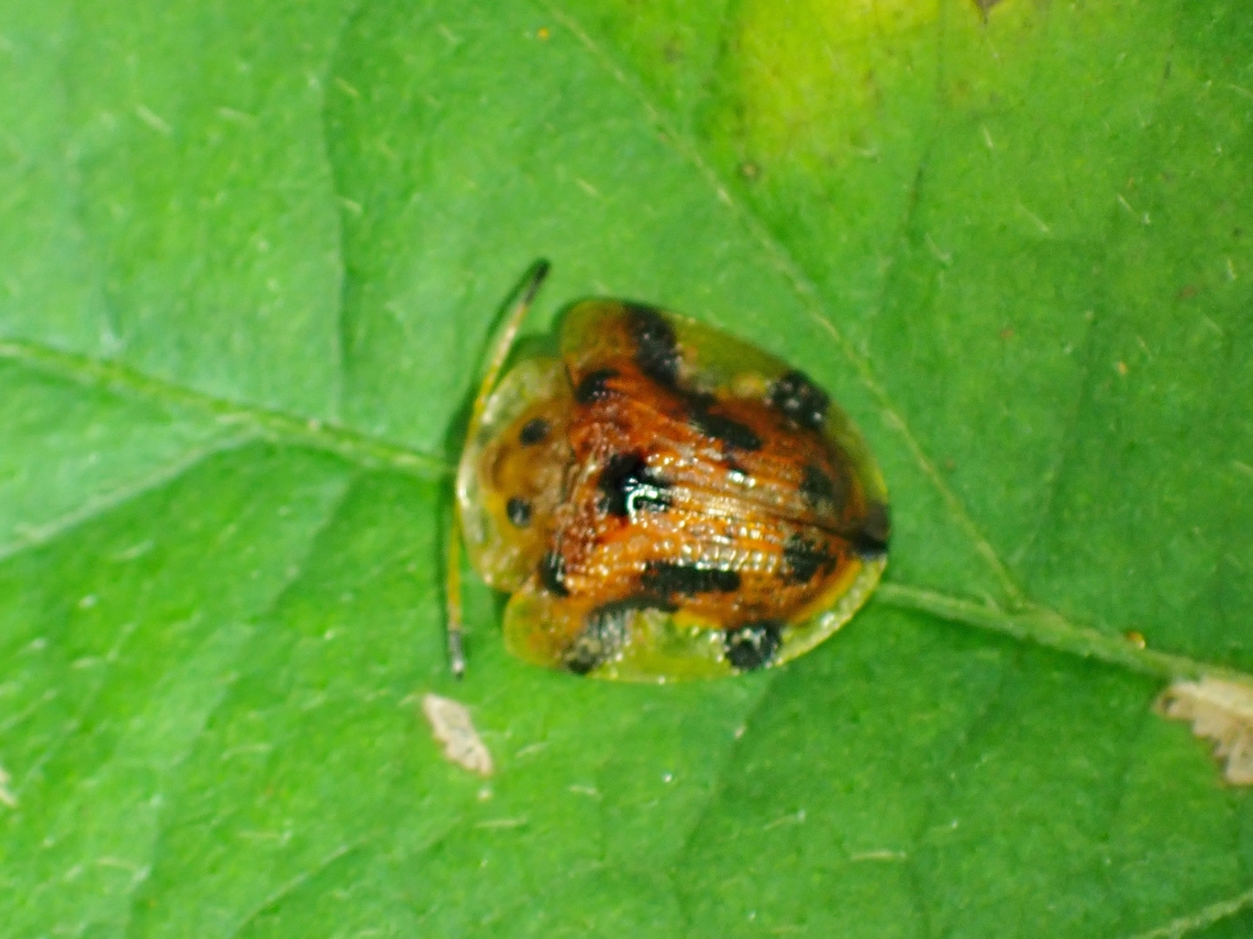 Tortoise Beetle - Laccoptera nepalensis  Beetle,Laccoptera nepalensis,Malaysia,Pahang,Tortoise Beetle