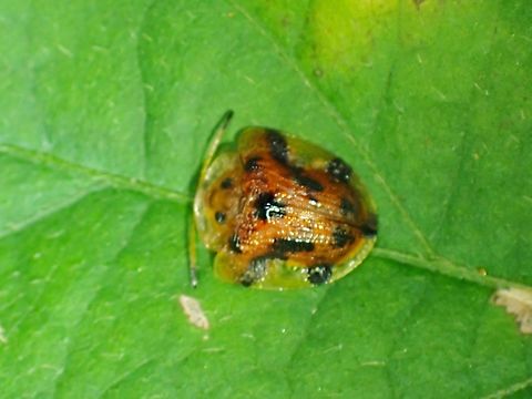 Tortoise Beetle - Laccoptera nepalensis  Beetle,Laccoptera nepalensis,Malaysia,Pahang,Tortoise Beetle