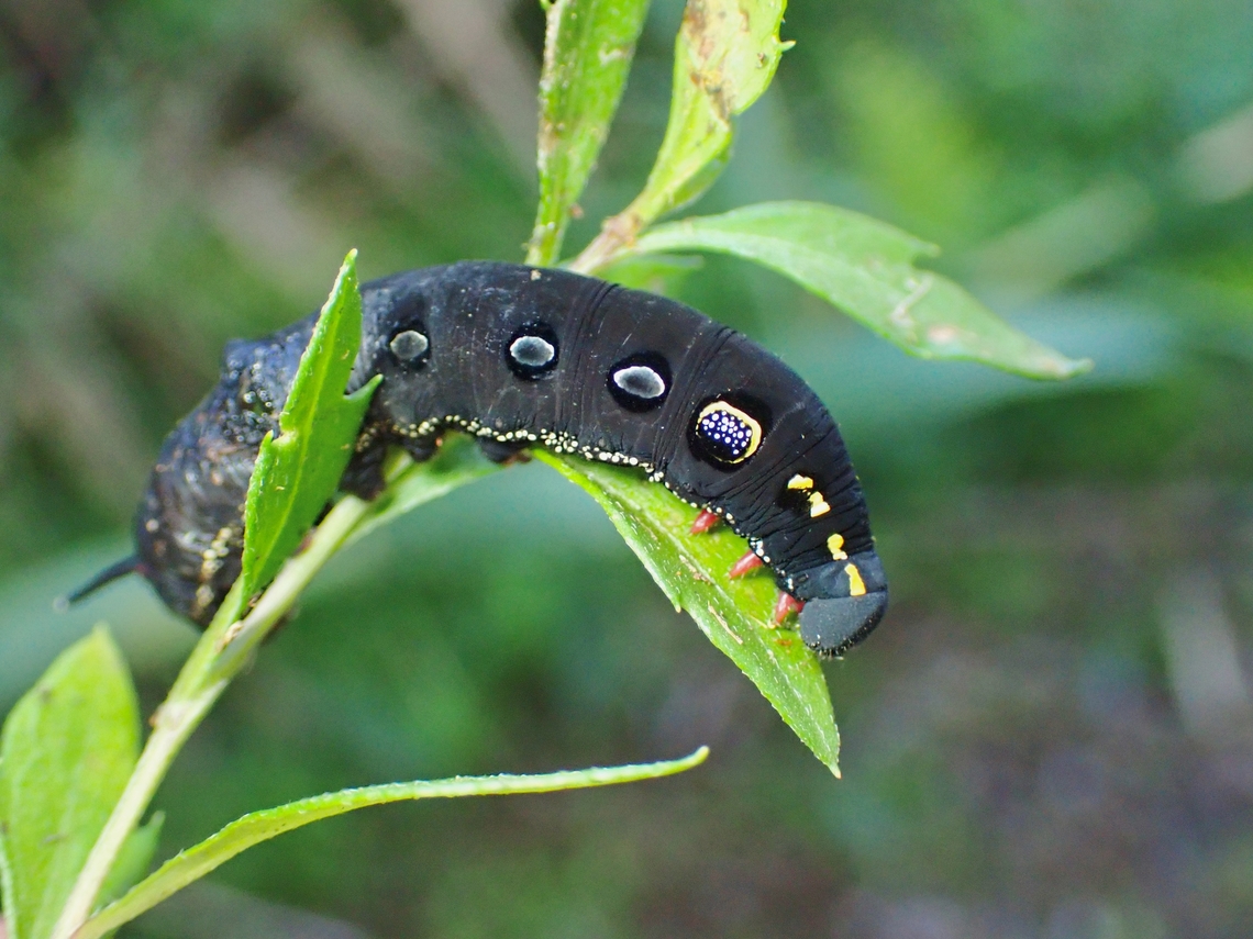 Caterpillar of White-Banded Hunter Hawkmoth  Caterpillar,Hawkmoth,Malaysia,Pahang,Theretra oldenlandiae,White-Banded Hunter Hawkmoth