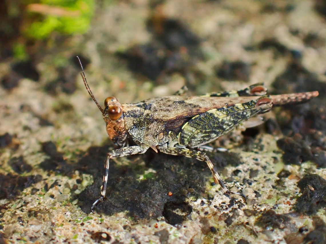 Pygmy Grasshopper - Criotettix bispinosus  Criotettix bispinosus,Grasshopper,Malaysia,Pahang,Pygmy Grasshopper