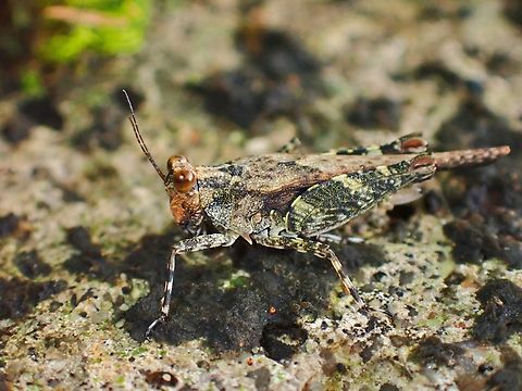 Pygmy Grasshopper - Criotettix bispinosus  Criotettix bispinosus,Grasshopper,Malaysia,Pahang,Pygmy Grasshopper