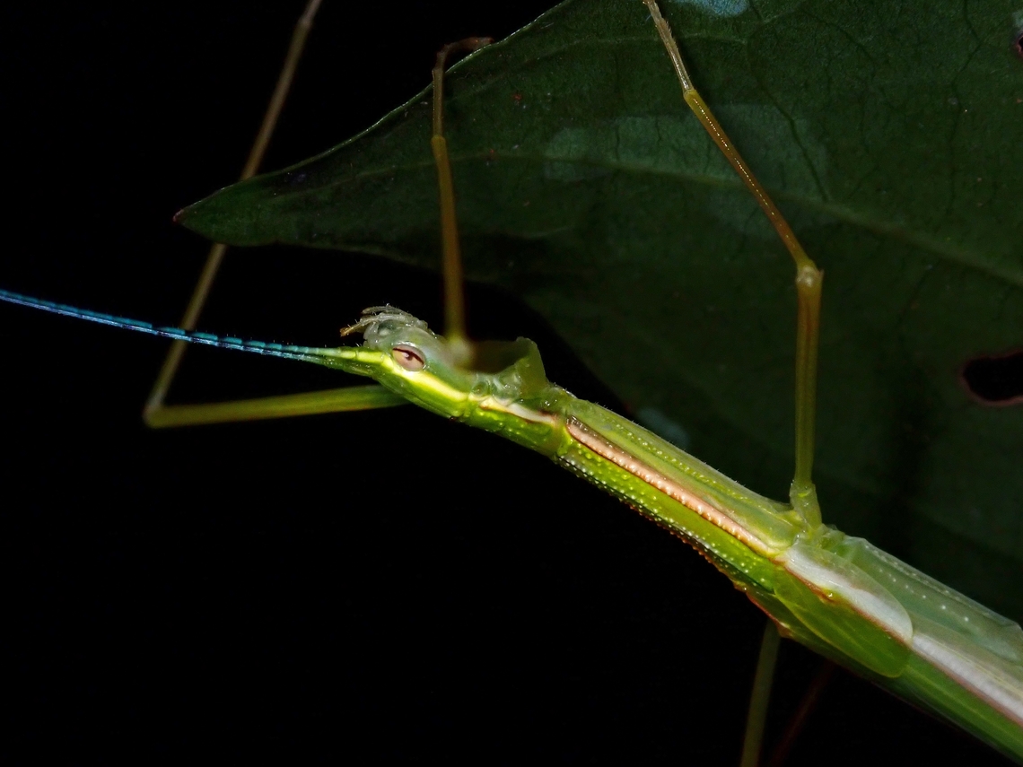 Stick Insect/Phasmid - Necroscia connexa Close-up of adult female, with blue coloured antennae.<br />
<br />
Full picture :<br />
<br />
<figure class="photo"><a href="https://www.jungledragon.com/image/128140/stick_insectphasmid_-_necroscia_connexa.html" title="Stick Insect/Phasmid - Necroscia connexa"><img src="https://s3.amazonaws.com/media.jungledragon.com/images/2994/128140_thumb.jpeg?AWSAccessKeyId=05GMT0V3GWVNE7GGM1R2&Expires=1759968010&Signature=NYFLvG8GcRSn8JFAIoeKukAXkRU%3D" width="200" height="150" alt="Stick Insect/Phasmid - Necroscia connexa Close-up :<br />
<br />
https://www.jungledragon.com/image/128139/stick_insectphasmid_-_necroscia_connexa.html Malaysia,Necroscia connexa,Penang,Phasmatodea,Phasmid,Phasmida,Stick Insect" /></a></figure> Malaysia,Necroscia connexa,Penang,Phasmatodea,Phasmid,Phasmida,Stick Insect