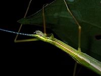 Stick Insect/Phasmid - Necroscia connexa Close-up of adult female, with blue coloured antennae.<br />
<br />
Full picture :<br />
<br />
https://www.jungledragon.com/image/128140/stick_insectphasmid_-_necroscia_connexa.html Malaysia,Necroscia connexa,Penang,Phasmatodea,Phasmid,Phasmida,Stick Insect