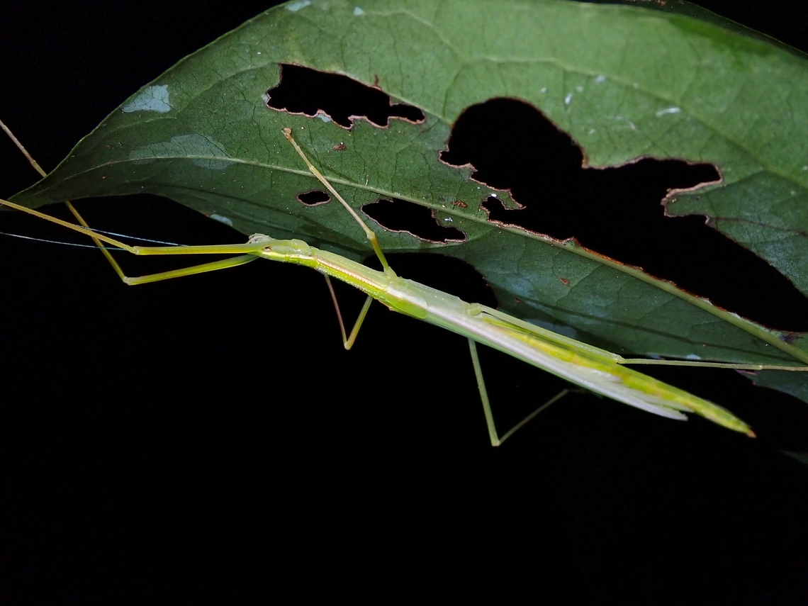 Stick Insect/Phasmid - Necroscia connexa Close-up :<br />
<br />
<figure class="photo"><a href="https://www.jungledragon.com/image/128139/stick_insectphasmid_-_necroscia_connexa.html" title="Stick Insect/Phasmid - Necroscia connexa"><img src="https://s3.amazonaws.com/media.jungledragon.com/images/2994/128139_thumb.jpeg?AWSAccessKeyId=05GMT0V3GWVNE7GGM1R2&Expires=1769040010&Signature=6lN9tvydzrFDbDZBjbMMfKM7xJU%3D" width="200" height="150" alt="Stick Insect/Phasmid - Necroscia connexa Close-up of adult female, with blue coloured antennae.<br />
<br />
Full picture :<br />
<br />
https://www.jungledragon.com/image/128140/stick_insectphasmid_-_necroscia_connexa.html Malaysia,Necroscia connexa,Penang,Phasmatodea,Phasmid,Phasmida,Stick Insect" /></a></figure> Malaysia,Necroscia connexa,Penang,Phasmatodea,Phasmid,Phasmida,Stick Insect
