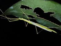 Stick Insect/Phasmid - Necroscia connexa Close-up :<br />
<br />
https://www.jungledragon.com/image/128139/stick_insectphasmid_-_necroscia_connexa.html Malaysia,Necroscia connexa,Penang,Phasmatodea,Phasmid,Phasmida,Stick Insect