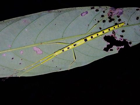 Black Spotted. Female sub-adult Phasmid/Stick Insect, bright yellow in colour with black spots on the back from thorax to the end of abdomen,  It seems the number of black spots increases as they moults from stage to stage. Malaysia,Necroscia connexa,Penang,Phasmatodea,Phasmid,Phasmida,Stick Insect