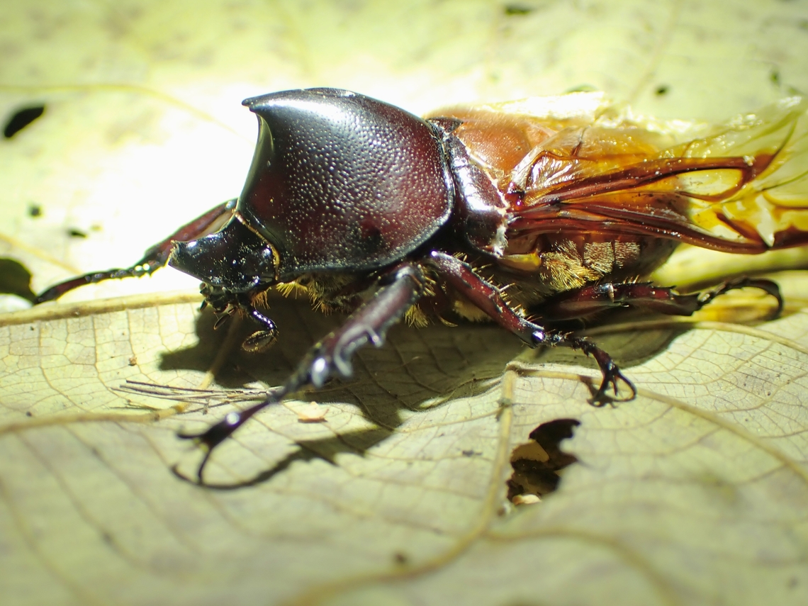 Rhinoceros Beetle - Xylotrupes pauliani  Malaysia,Rhinoceros Beetle,Selangor,Xylotrupes pauliani