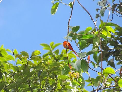 Gray-Chinned Minivet - Pericrocotus solaris                                 Bird,Gray-Chinned Minivet,Malaysia,Pahang,Pericrocotus solaris