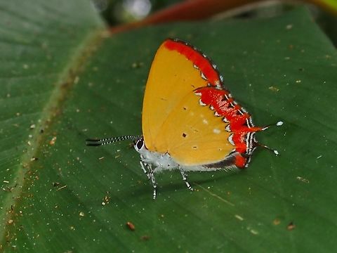 Purple Sapphire - Heliophorus epicles  Butterfly,Heliophorus epicles,Malaysia,Pahang,Purple Sapphire