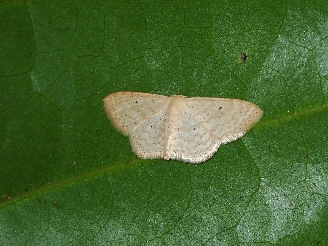 Geometrid Moth - Scopula parodites  Malaysia,Moth,Scopula parodites,Selangor