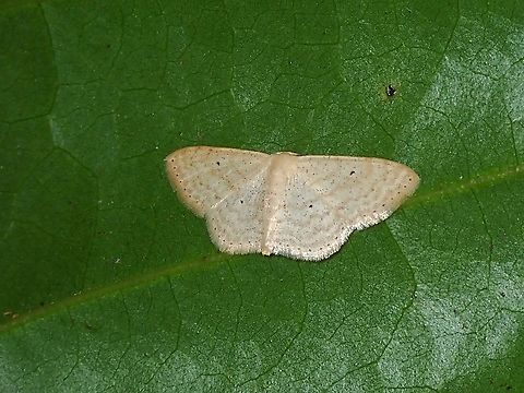 Geometrid Moth - Scopula parodites  Malaysia,Moth,Scopula parodites,Selangor
