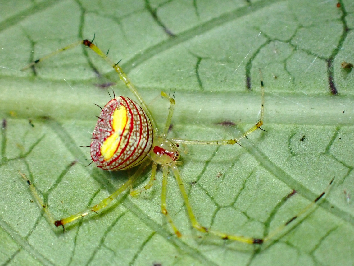 Cobweb Spider - Meotipa sp. A small sized Spider of less than 1 cm with bright colours and interesting markings. Cobweb Spider,Malaysia,Meotipa,Meotipa sp,Penang,Spider