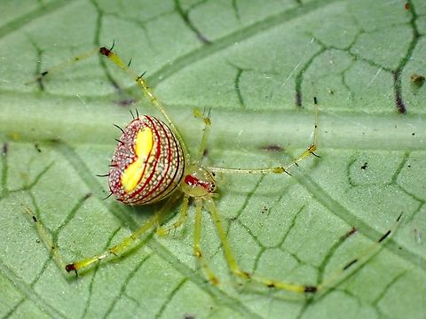 Cobweb Spider - Meotipa sp. A small sized Spider of less than 1 cm with bright colours and interesting markings. Cobweb Spider,Malaysia,Meotipa,Meotipa sp,Penang,Spider