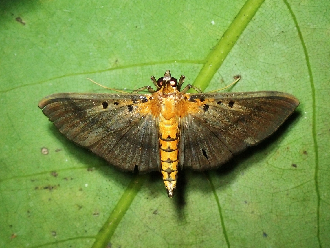 Pearl Moth - Filodes fulvidorsalis  Filodes fulvidorsalis,Malaysia,Moth,Pearl Moth,Penang