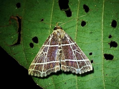 Litter Moth - Bertula crucialis  Bertula crucialis,Litter Moth,Malaysia,Moth,Penang
