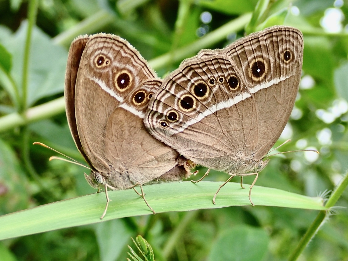 Dark-Branded Bushbrown - Mycalesis mineus  Butterfly,Dark-Branded Bushbrown,Malaysia,Mycalesis mineus,Penang