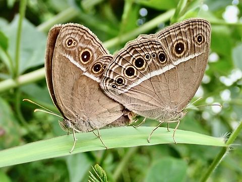 Dark-Branded Bushbrown - Mycalesis mineus  Butterfly,Dark-Branded Bushbrown,Malaysia,Mycalesis mineus,Penang