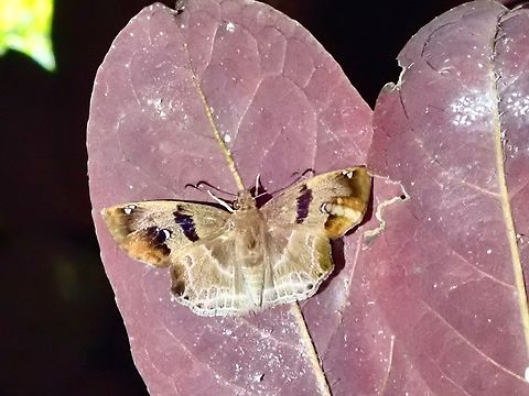 Chestnut Banded Angle - Odontoptilum angulata  Butterfly,Chestnut/Banded Angle,Malaysia,Odontoptilum angulata,Penang