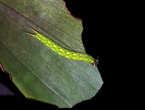 Caterpillar of Tawny Palmfly This Caterpillar was seen together with a few others on the same palm tree and I had originally thought this one is also Elymnias hypermnestra but was told and verified that they were different.

Pupa :
https://www.jungledragon.com/image/128154/pupa_of_tawny_palmfly.html

Adult:
https://www.jungledragon.com/image/128155/tawny_palmfly_-_elymnias_panthera.html Butterfly,Caterpillar,Elymnias panthera,Malaysia,Palmfly,Penang,Tawny Palmfly