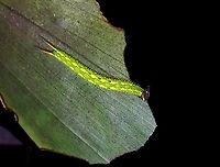 Caterpillar of Tawny Palmfly This Caterpillar was seen together with a few others on the same palm tree and I had originally thought this one is also Elymnias hypermnestra but was told and verified that they were different.<br />
<br />
Pupa :<br />
https://www.jungledragon.com/image/128154/pupa_of_tawny_palmfly.html<br />
<br />
Adult:<br />
https://www.jungledragon.com/image/128155/tawny_palmfly_-_elymnias_panthera.html Butterfly,Caterpillar,Elymnias panthera,Malaysia,Palmfly,Penang,Tawny Palmfly