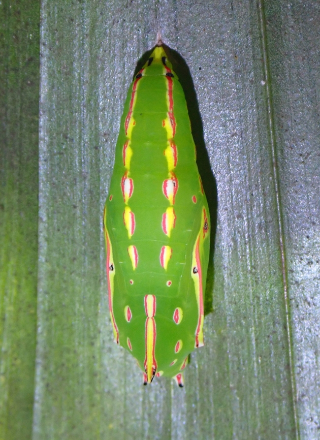Pupa of Tawny Palmfly Caterpillar :<br />
<figure class="photo"><a href="https://www.jungledragon.com/image/128153/caterpillar_of_tawny_palmfly.html" title="Caterpillar of Tawny Palmfly"><img src="https://s3.amazonaws.com/media.jungledragon.com/images/2994/128153_thumb.jpeg?AWSAccessKeyId=05GMT0V3GWVNE7GGM1R2&Expires=1759968010&Signature=bPA%2BTTI1qHDAbWgxL70b3CqW4uY%3D" width="200" height="152" alt="Caterpillar of Tawny Palmfly This Caterpillar was seen together with a few others on the same palm tree and I had originally thought this one is also Elymnias hypermnestra but was told and verified that they were different.<br />
<br />
Pupa :<br />
https://www.jungledragon.com/image/128154/pupa_of_tawny_palmfly.html<br />
<br />
Adult:<br />
https://www.jungledragon.com/image/128155/tawny_palmfly_-_elymnias_panthera.html Butterfly,Caterpillar,Elymnias panthera,Malaysia,Palmfly,Penang,Tawny Palmfly" /></a></figure><br />
<br />
Adult:<br />
<figure class="photo"><a href="https://www.jungledragon.com/image/128155/tawny_palmfly_-_elymnias_panthera.html" title="Tawny Palmfly - Elymnias panthera"><img src="https://s3.amazonaws.com/media.jungledragon.com/images/2994/128155_thumb.jpeg?AWSAccessKeyId=05GMT0V3GWVNE7GGM1R2&Expires=1759968010&Signature=Uf7kairjNMYfxJb%2B2qN936vx4ZE%3D" width="200" height="150" alt="Tawny Palmfly - Elymnias panthera Caterpillar :<br />
https://www.jungledragon.com/image/128153/caterpillar_of_tawny_palmfly.html<br />
<br />
Pupa :<br />
https://www.jungledragon.com/image/128154/pupa_of_tawny_palmfly.html Butterfly,Elymnias panthera,Malaysia,Palmfly,Penang,Tawny Palmfly" /></a></figure> Elymnias panthera,Malaysia,Palmfly,Penang,Pupa,Tawny Palmfly