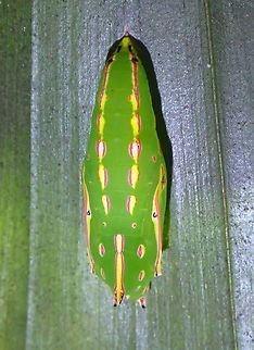 Pupa of Tawny Palmfly Caterpillar :
https://www.jungledragon.com/image/128153/caterpillar_of_tawny_palmfly.html

Adult:
https://www.jungledragon.com/image/128155/tawny_palmfly_-_elymnias_panthera.html Elymnias panthera,Malaysia,Palmfly,Penang,Pupa,Tawny Palmfly