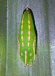 Pupa of Tawny Palmfly Caterpillar :<br />
https://www.jungledragon.com/image/128153/caterpillar_of_tawny_palmfly.html<br />
<br />
Adult:<br />
https://www.jungledragon.com/image/128155/tawny_palmfly_-_elymnias_panthera.html Elymnias panthera,Malaysia,Palmfly,Penang,Pupa,Tawny Palmfly
