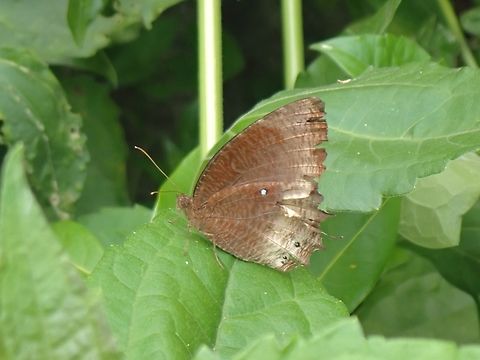 Tawny Palmfly - Elymnias panthera Caterpillar :
https://www.jungledragon.com/image/128153/caterpillar_of_tawny_palmfly.html

Pupa :
https://www.jungledragon.com/image/128154/pupa_of_tawny_palmfly.html Butterfly,Elymnias panthera,Malaysia,Palmfly,Penang,Tawny Palmfly