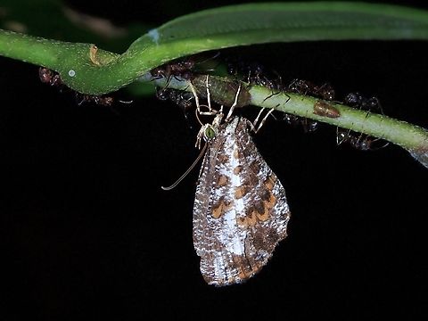 Rounded Mottle - Logania regina  Butterfly,Logania regina,Malaysia,Penang,Rounded Mottle