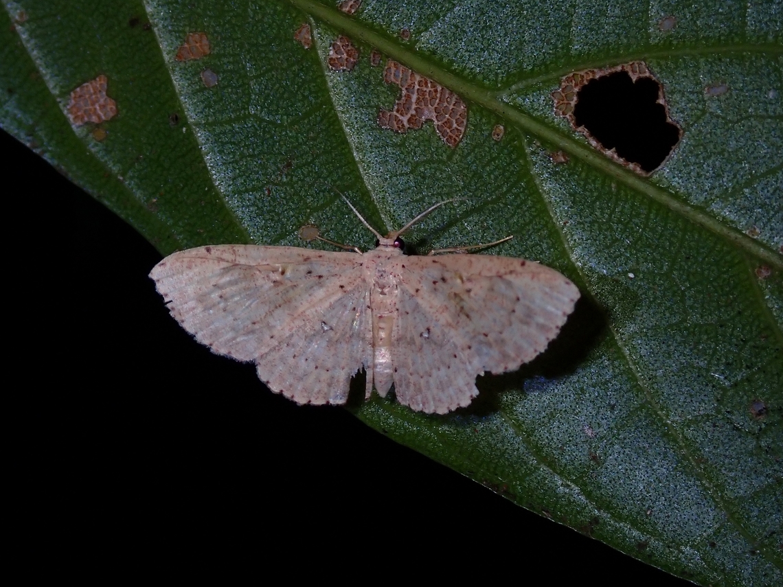 Geometrid Moth - Perixera illepidaria  Malaysia,Moth,Penang,Perixera illepidaria