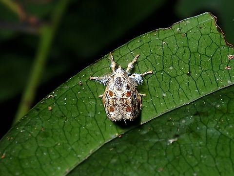 Tussock Moth - Artaxa hannemanni  Artaxa hannemanni,Malaysia,Penang,Tussock Moth