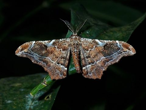 Geometrid Moth - Hyposidra violescens  Hyposidra violescens,Malaysia,Moth,Penang