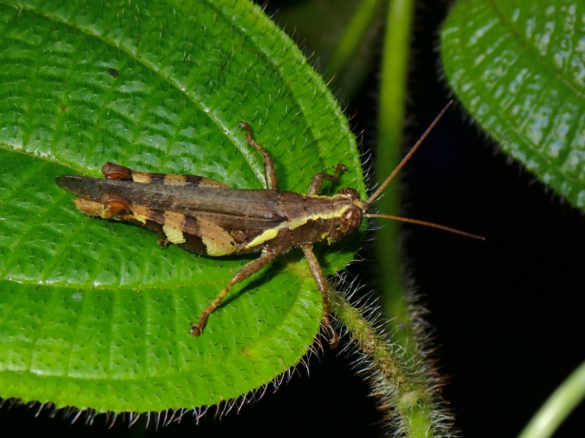 Rufous-Legged Grasshopper - Xenocatantops humilis  Grasshopper,Malaysia,Penang,Rufous-Legged Grasshopper,Xenocatantops humilis