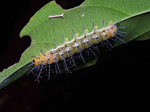 Spiky Caterpillar of Rustic Butterfly - sub-species Cupha erymanthis lotis Butterfly,Caterpillar,Cupha erymanthis lotis,Malaysia,Penang,Rustic Butterfly