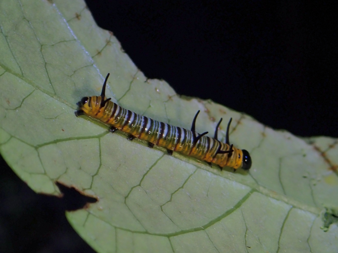 Caterpillar of Striped Blue Crow Butterfly  Butterfly,Caterpillar,Euploea mulciber,Malaysia,Penang,Striped Blue Crow Butterfly