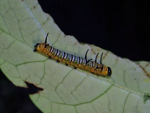 Caterpillar of Striped Blue Crow Butterfly  Butterfly,Caterpillar,Euploea mulciber,Malaysia,Penang,Striped Blue Crow Butterfly