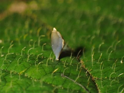 Egg Egg of Phasmid of the species, Asceles larunda.

Phasmids from the genus Asceles 'screws/pins' their eggs into leaves and substrates. Asceles larunda,Egg,Malaysia,Penang,Phasmatodea,Phasmid,Phasmida,Stick Insect