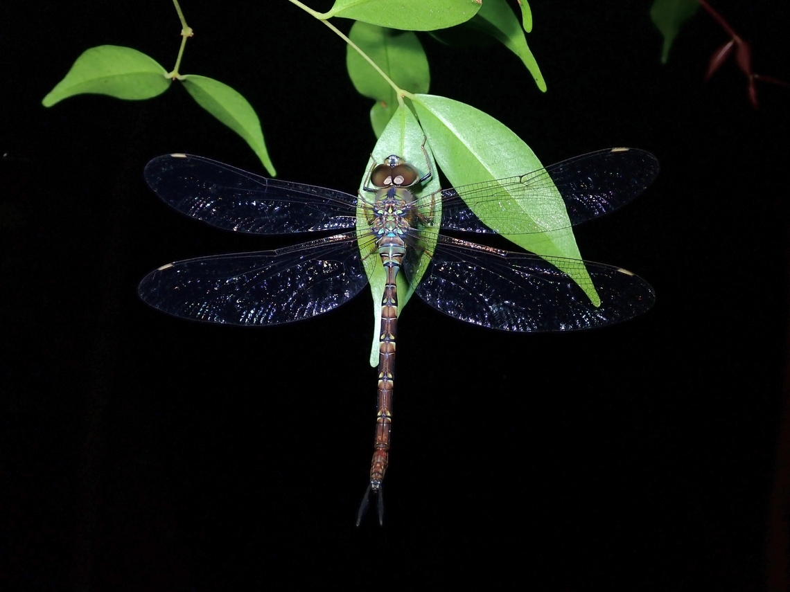 Dragonfly - Gynacantha subinterrupta  Dragonfly,Gynacantha subinterrupta,Malaysia,Penang