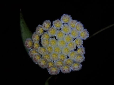 Flowers - Hoya lacunosa  Flowers,Hoya lacunosa,Malaysia,Penang