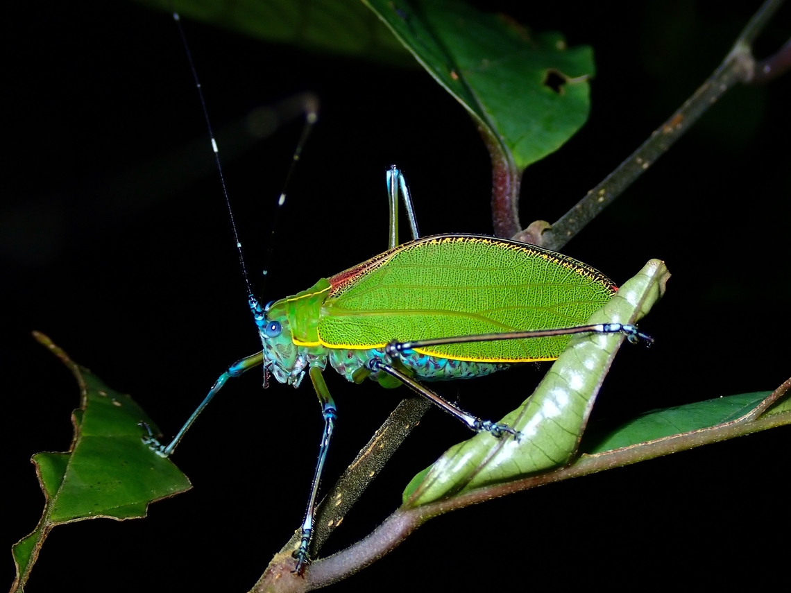 Katydid - Scambophyllum sp. Yet to be able to determine the species ID, only able to identify to genus. Katydid,Malaysia,Penang,Scambophyllum,Scambophyllum sp