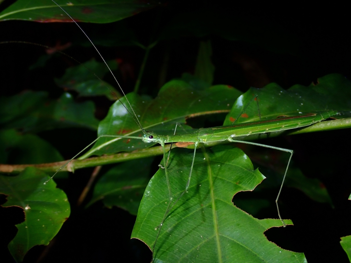 Phasmid/Stick Insect - Necroscia ingenua  Malaysia,Necroscia ingenua,Penang,Phasmatodea,Phasmid,Phasmida,Stick Insect