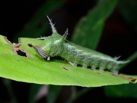 Caterpillar of Grey Sailer - Neptis leucoporos  Caterpillar,Grey Sailer,Malaysia,Neptis leucoporos,Penang