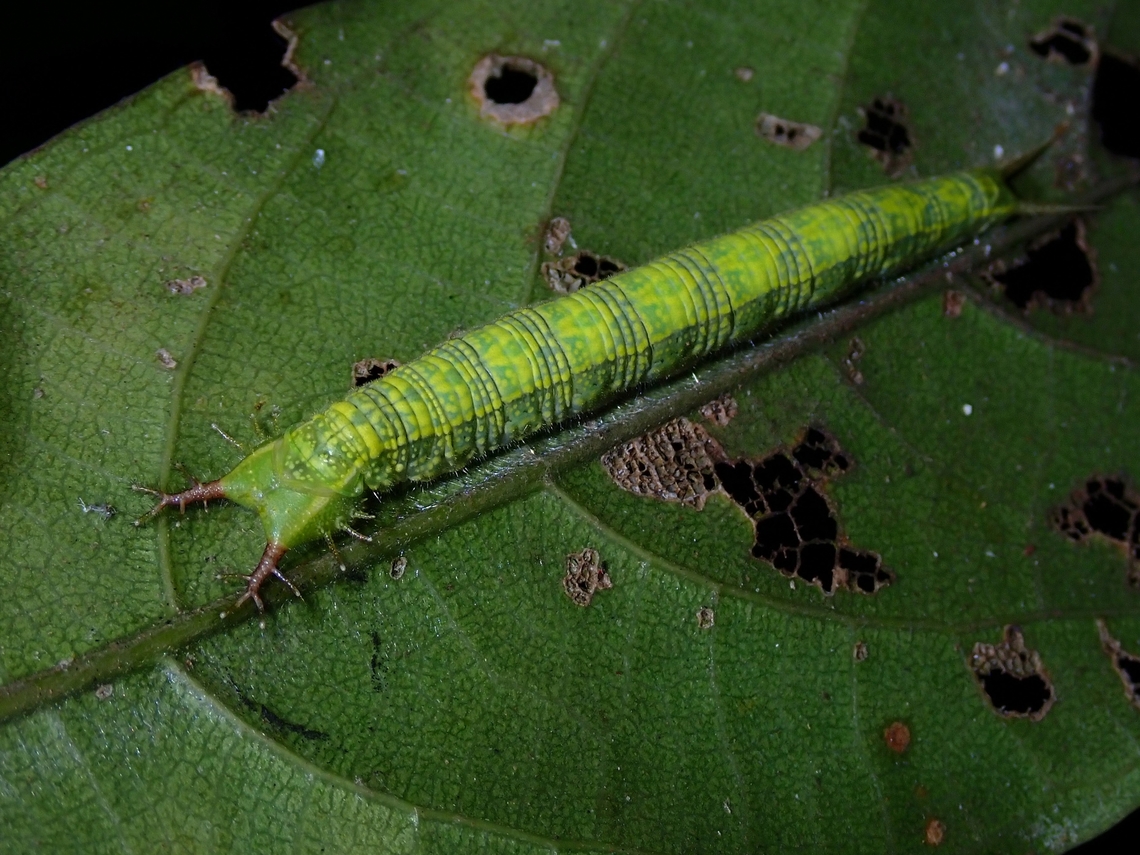 Caterpillar of Purple Duke Caterpillar of Purple Duke sub-species - Eulaceura osteria kumana Butterfly,Eulaceura osteria kumana,Malaysia,Penang,Purple Duke