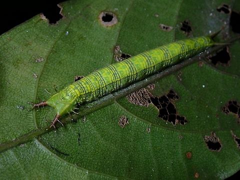 Caterpillar of Purple Duke Caterpillar of Purple Duke sub-species - Eulaceura osteria kumana Butterfly,Eulaceura osteria kumana,Malaysia,Penang,Purple Duke