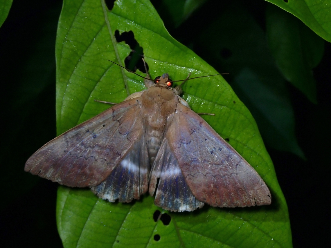 Moth - Achaea serva  Achaea serva,Malaysia,Moth,Penang