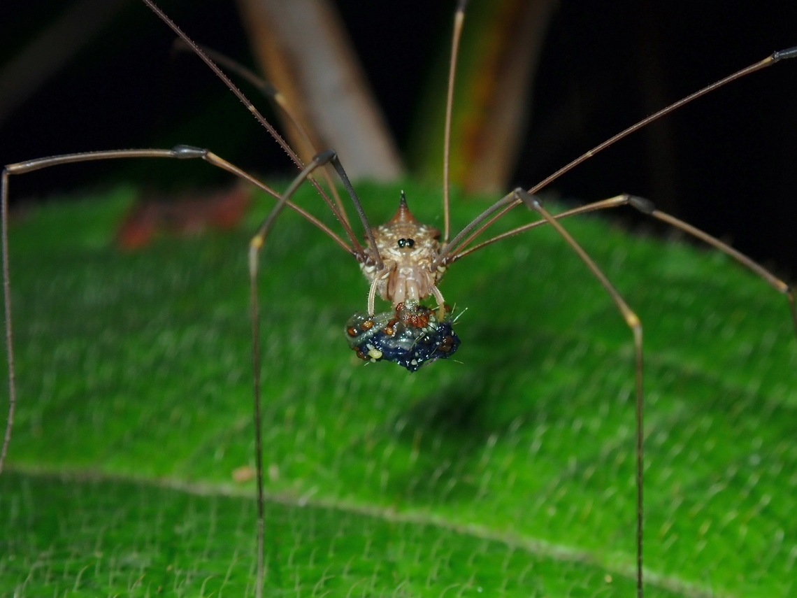 Harvestmen - Marthana niveata  Harvestmen,Malaysia,Marthana niveata,Penang