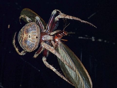 Queen for a Meal! The light I had on the Spider attracted the Termite Queen and she was caught in the webbing of the Spider. Malaysia,Orbweaver Spider,Penang,Poltys stygius,Spider